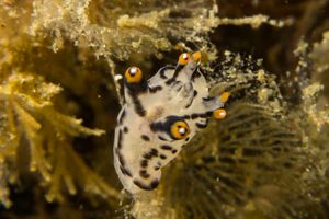 Thecacera picta