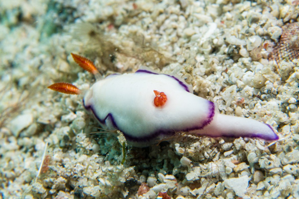 Danielles Nudibranch