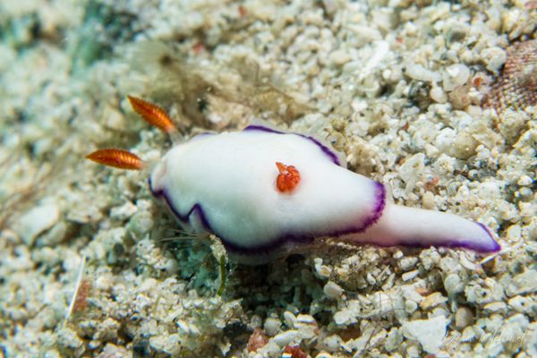 Danielle's Nudibranch