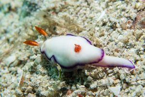 Danielle's Nudibranch