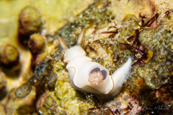 Thorunna furtiva