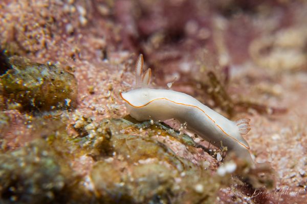 Thorunna furtiva