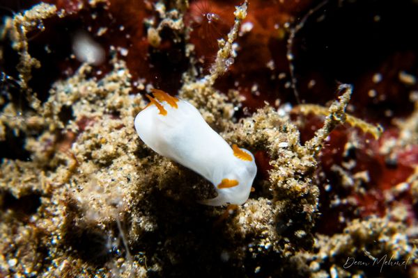 Trapania vitta - Tawali, PNG - 17 July 2026 - Dive 2 - Deacon's