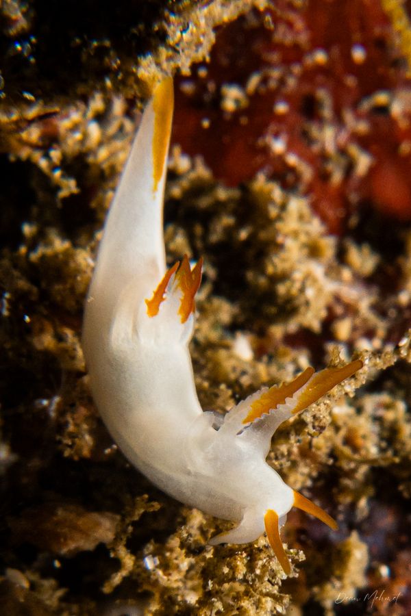 Trapania vitta - Tawali, PNG - 17 July 2026 - Dive 2 - Deacon's