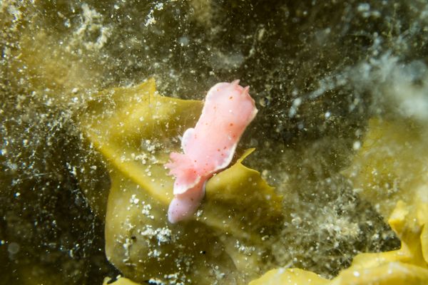 Pink Sponge Verconia