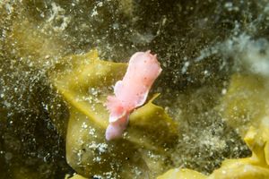 Pink Sponge Verconia representative species