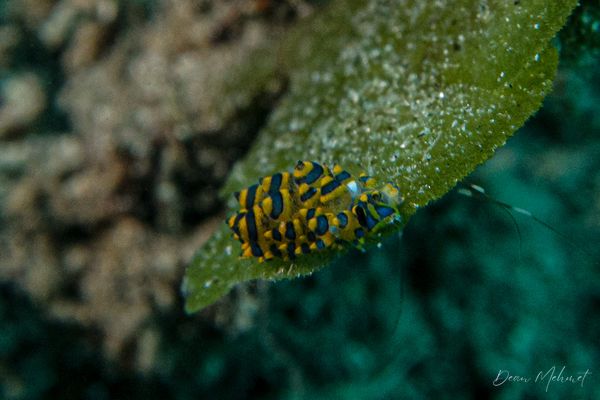 little leaf-sheep - Photo 4