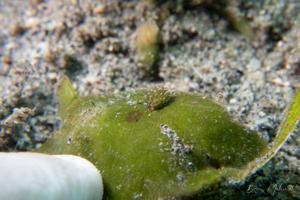 little leaf-sheep - Photo 6