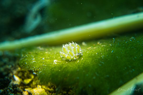 little leaf-sheep - Photo 8
