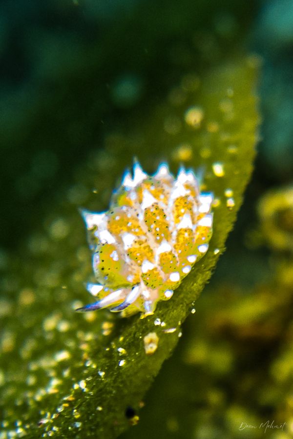 little leaf-sheep - Photo 9