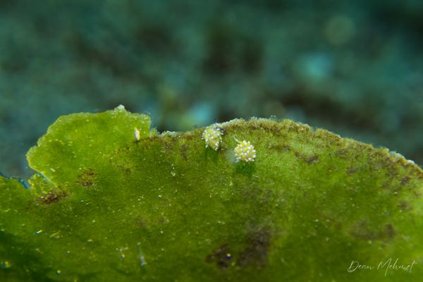 little leaf-sheep - Photo 10