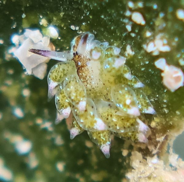 little leaf-sheep - Puerto Galera - 10 June 2025 - Dive 3