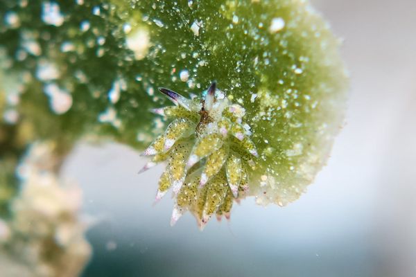 little leaf-sheep - Puerto Galera - 10 June 2025 - Dive 3