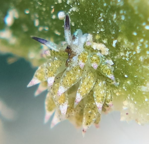little leaf-sheep - Puerto Galera - 10 June 2025 - Dive 3
