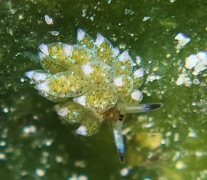 little leaf-sheep