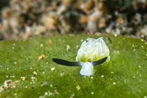 Rabbit Sapsucking Slug from Asia 2026