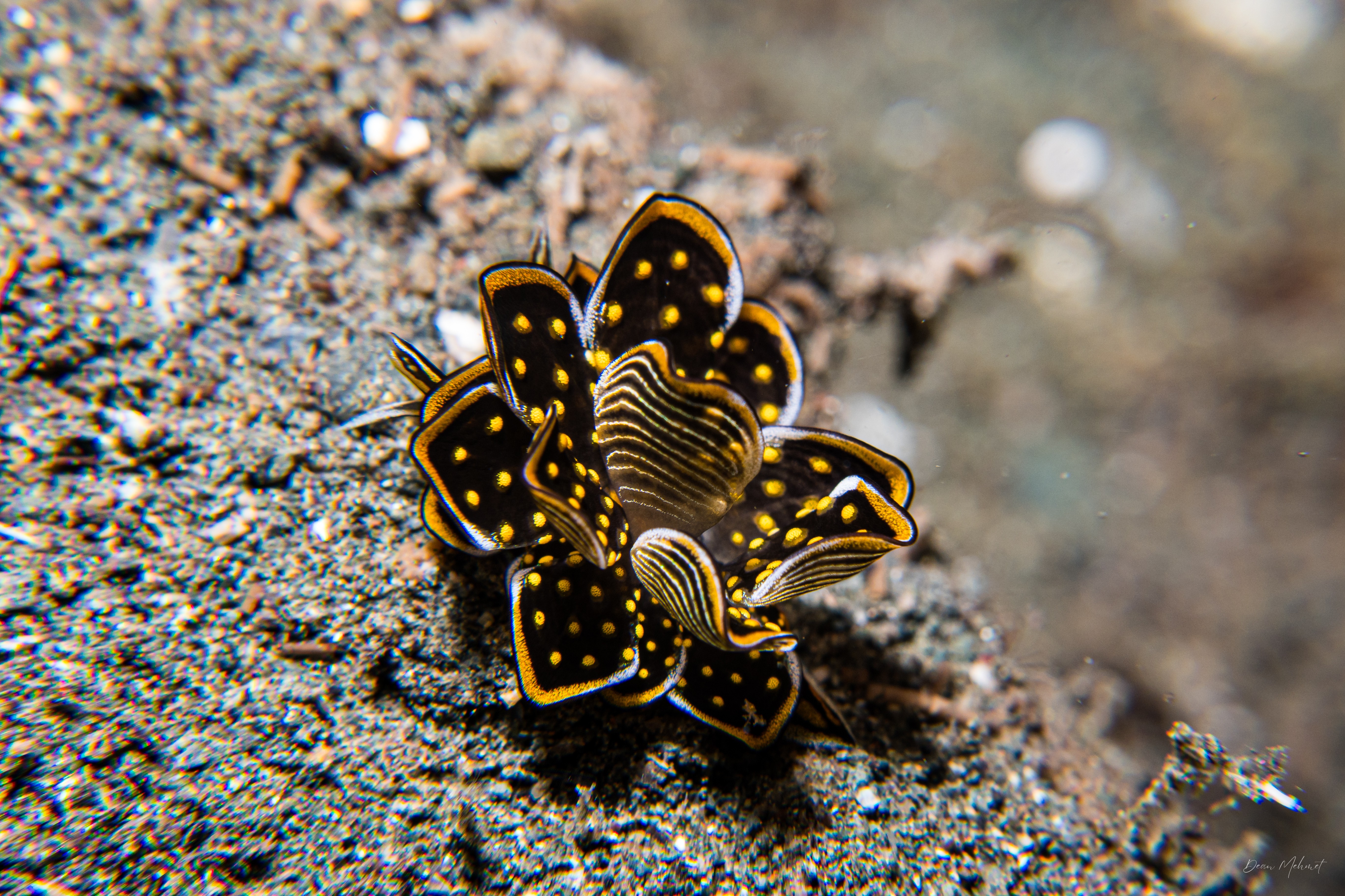 Tiger Butterfly Sea Slug