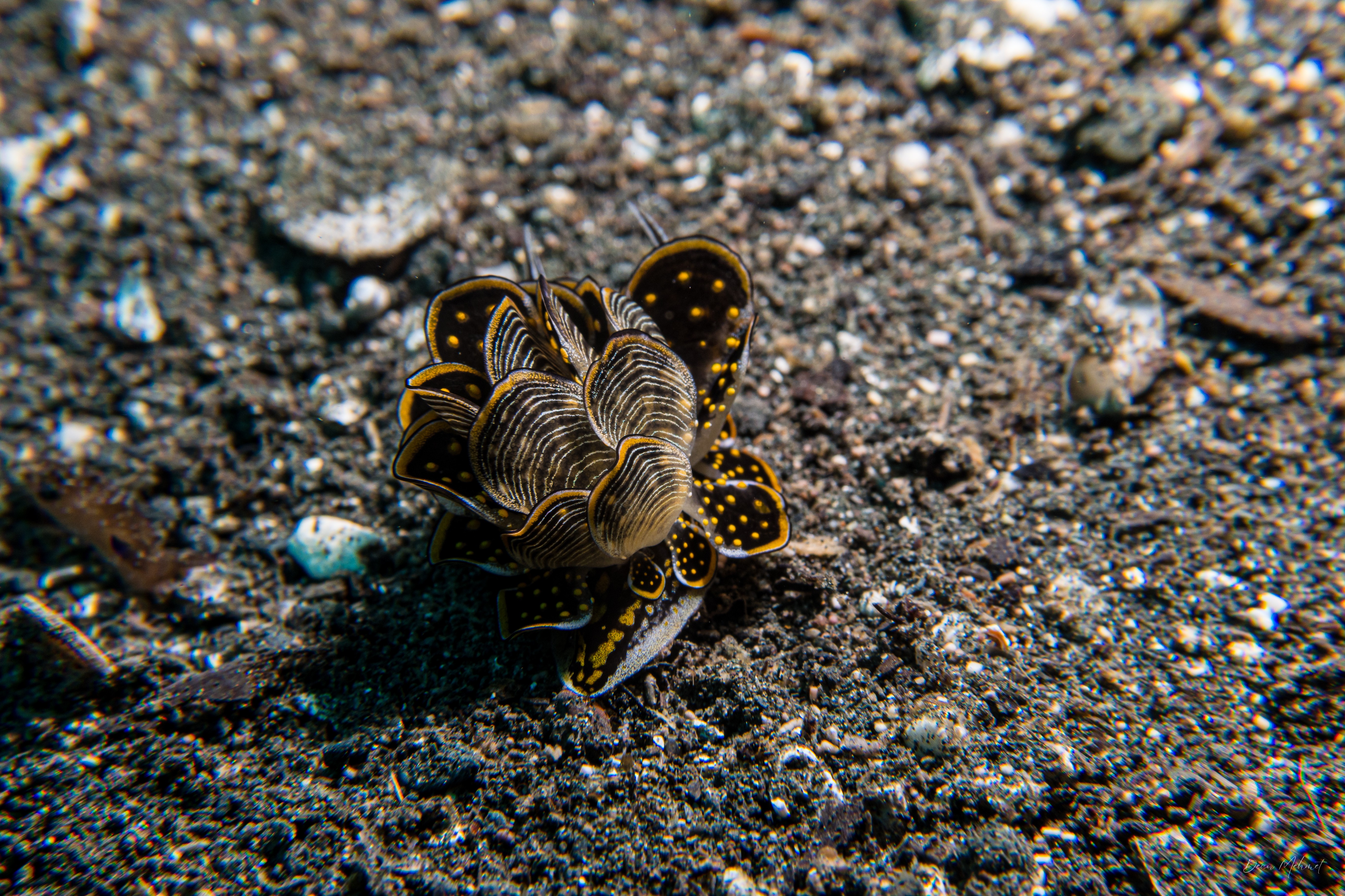 Tiger Butterfly Sea Slug