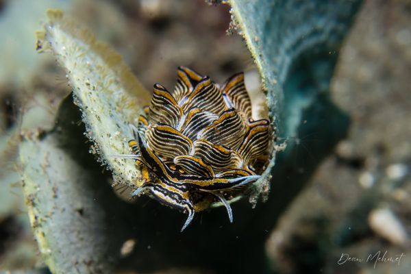 Tiger Butterfly Sea Slug