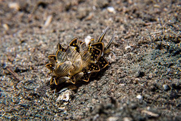 Tiger Butterfly Sea Slug