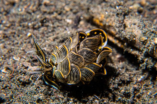 Tiger Butterfly Sea Slug