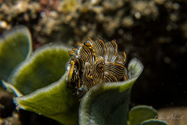 Tiger Butterfly Sea Slug