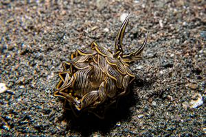 Tiger Butterfly Sea Slug