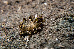 Tiger Butterfly Sea Slug