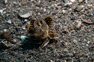 Tiger Butterfly Sea Slug