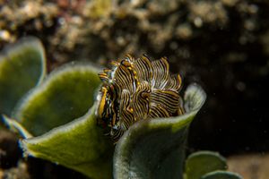 Tiger Butterfly Sea Slug