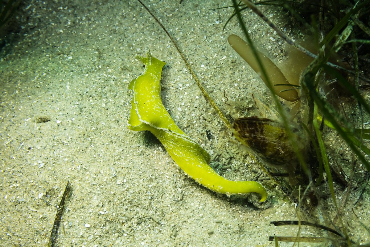 Black-margined sea slug