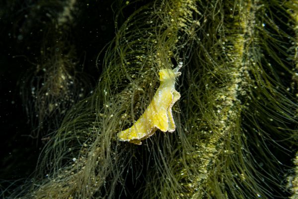 Black-margined sea slug