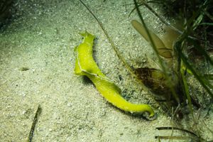 Elysias representative species