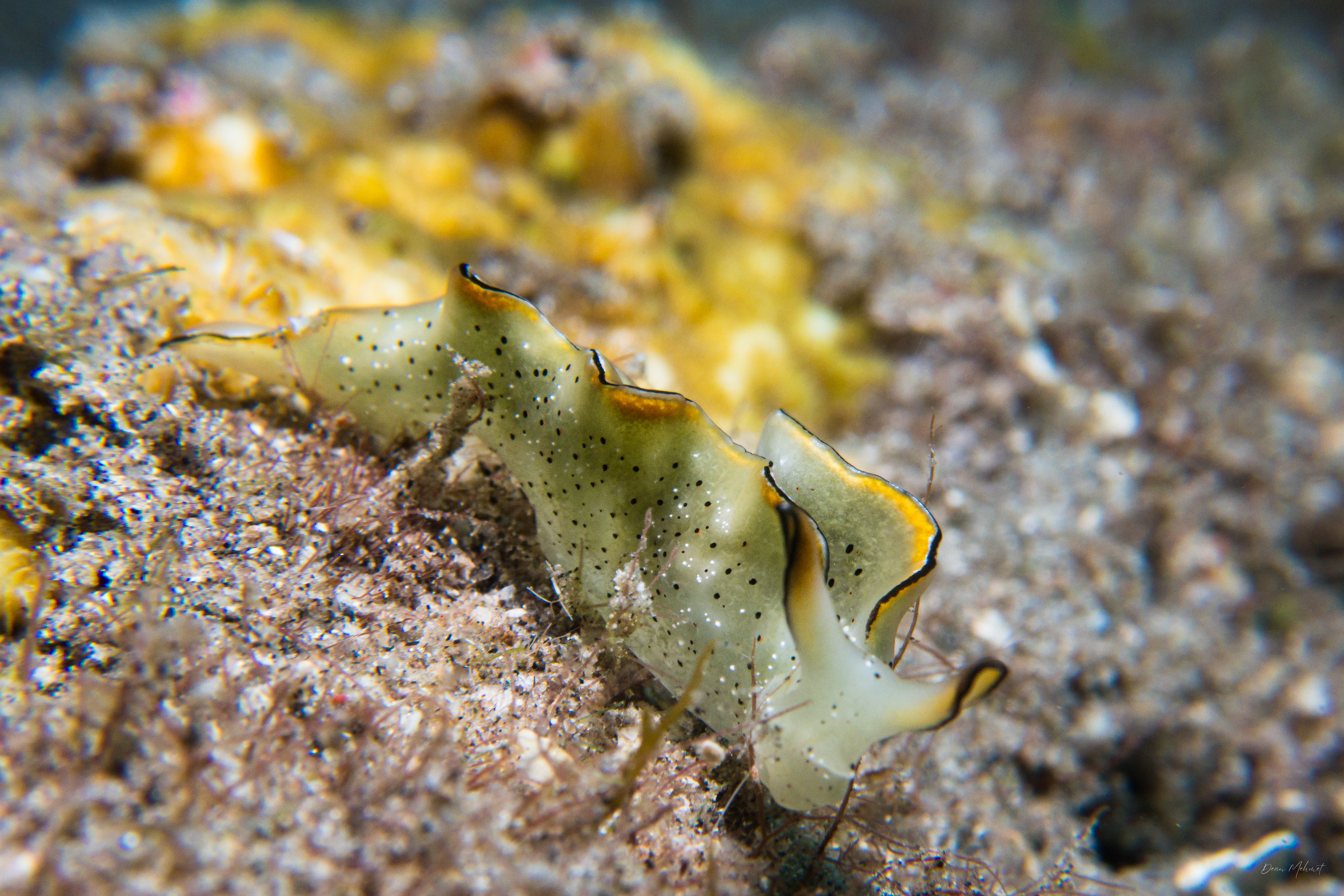 Elysia marginata