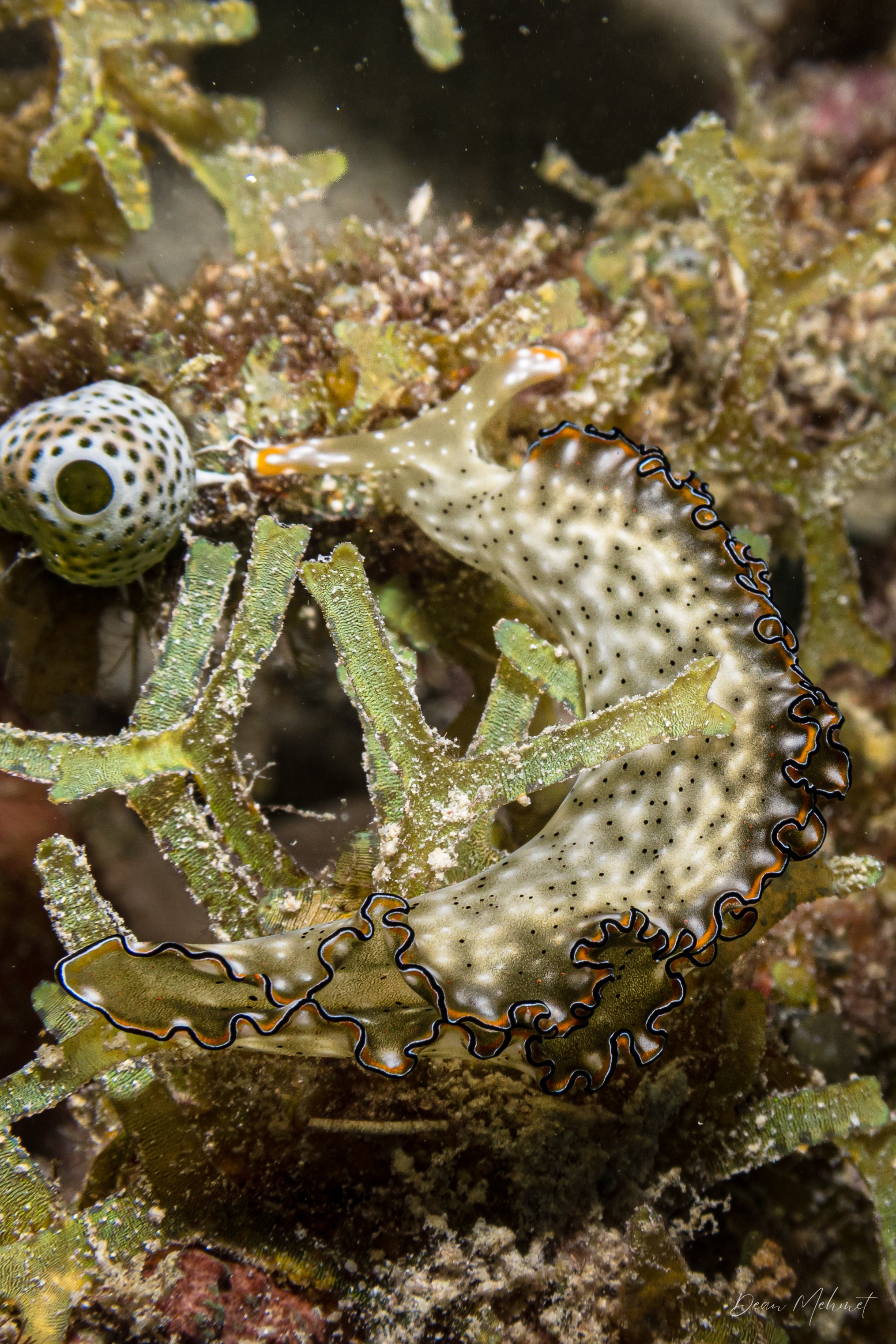 Elysia marginata