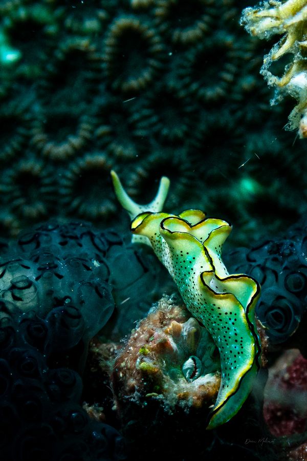 Elysia marginata - Photo 1