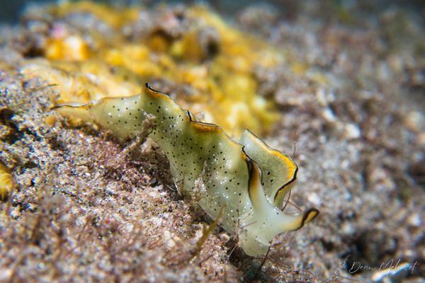 Elysia marginata - Photo 2