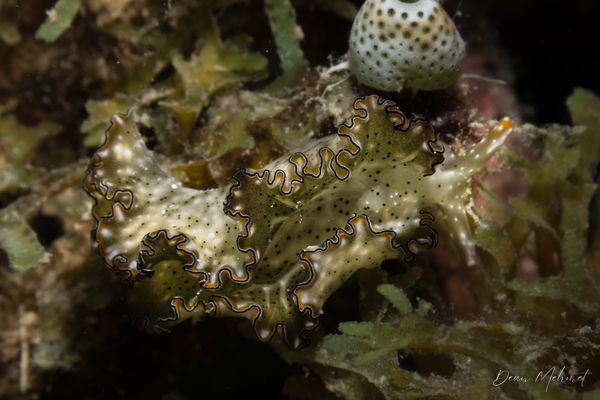 Elysia marginata