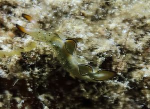 Elysia marginata