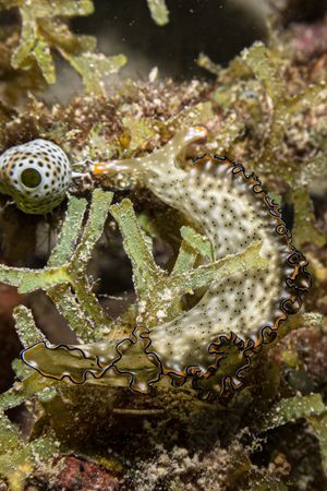 Elysia marginata