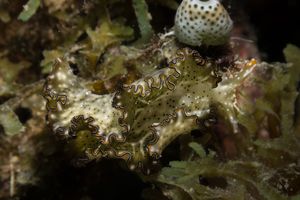 Elysia marginata