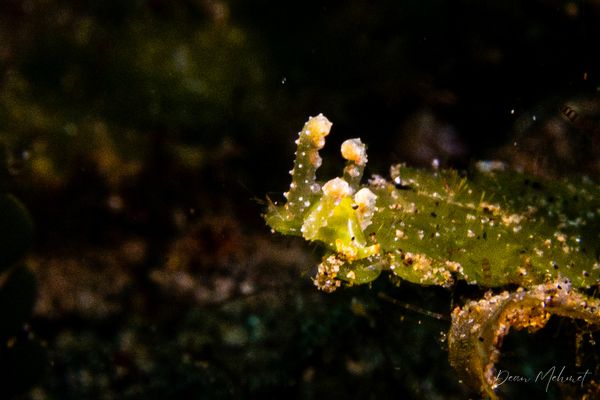 Lobiger viridis