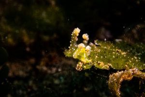 Lobiger viridis representative species