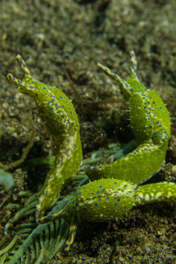 Oxynoe viridis