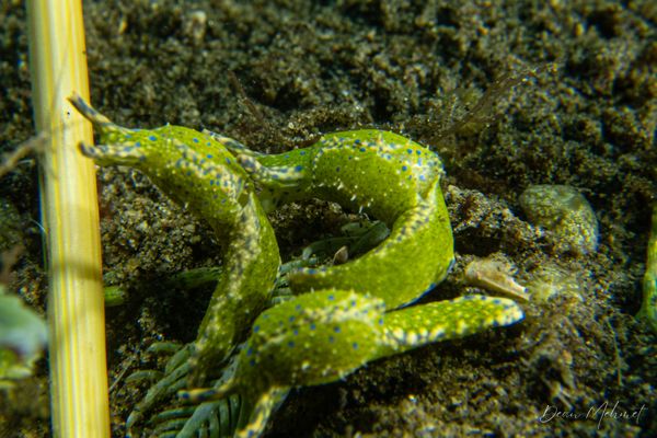 Oxynoe viridis