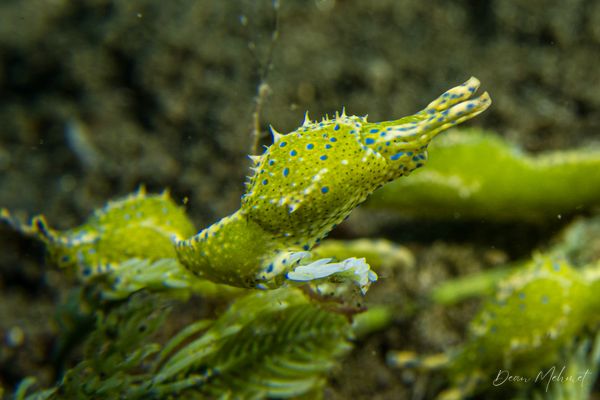 Oxynoe viridis