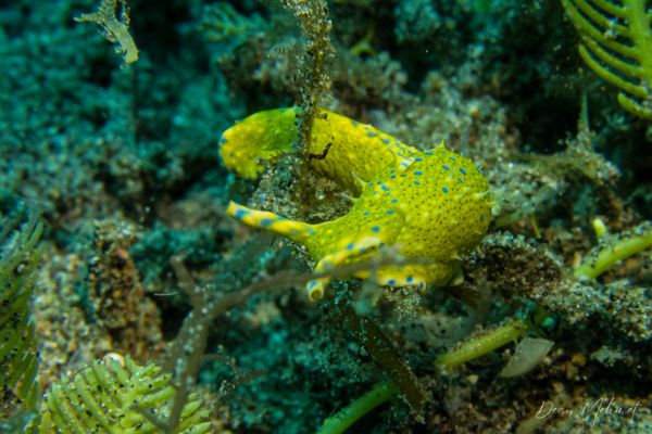Oxynoe viridis