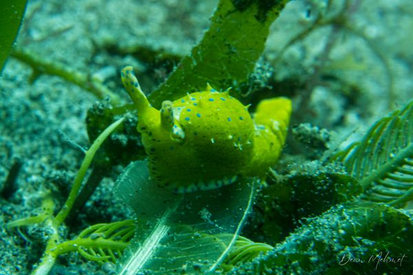 Oxynoe viridis