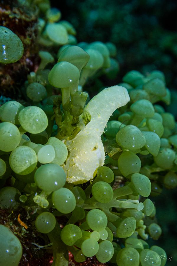 Oxynoe viridis