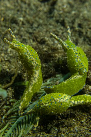 Oxynoe viridis